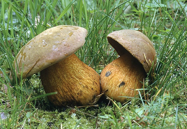 Puravikud. Foto: Arne Ader seened