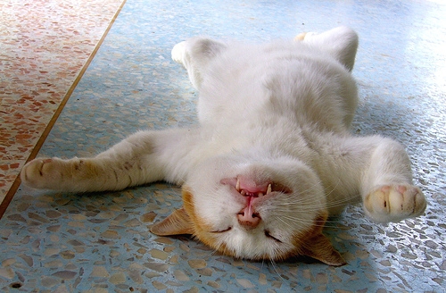 Foto: Kok Leng Yeo (CC by) selili lamav kass