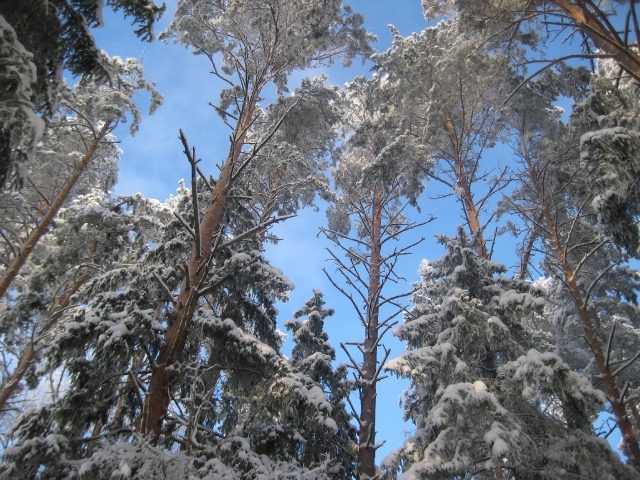 LUMMAVALT KAUNIS: Suusaradade kohal ägisevad raske lumevaiba all männid, puutüvedel toksivad toimekad rähnid. Foto: Piret Pihlakas talvine mets