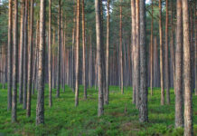 Unipiha kooli lapsed käivad kevadet otsimas