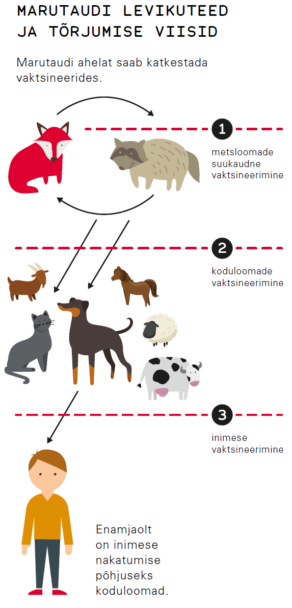 Koerte ja kasside vaktsineerimine marutaudi vastu