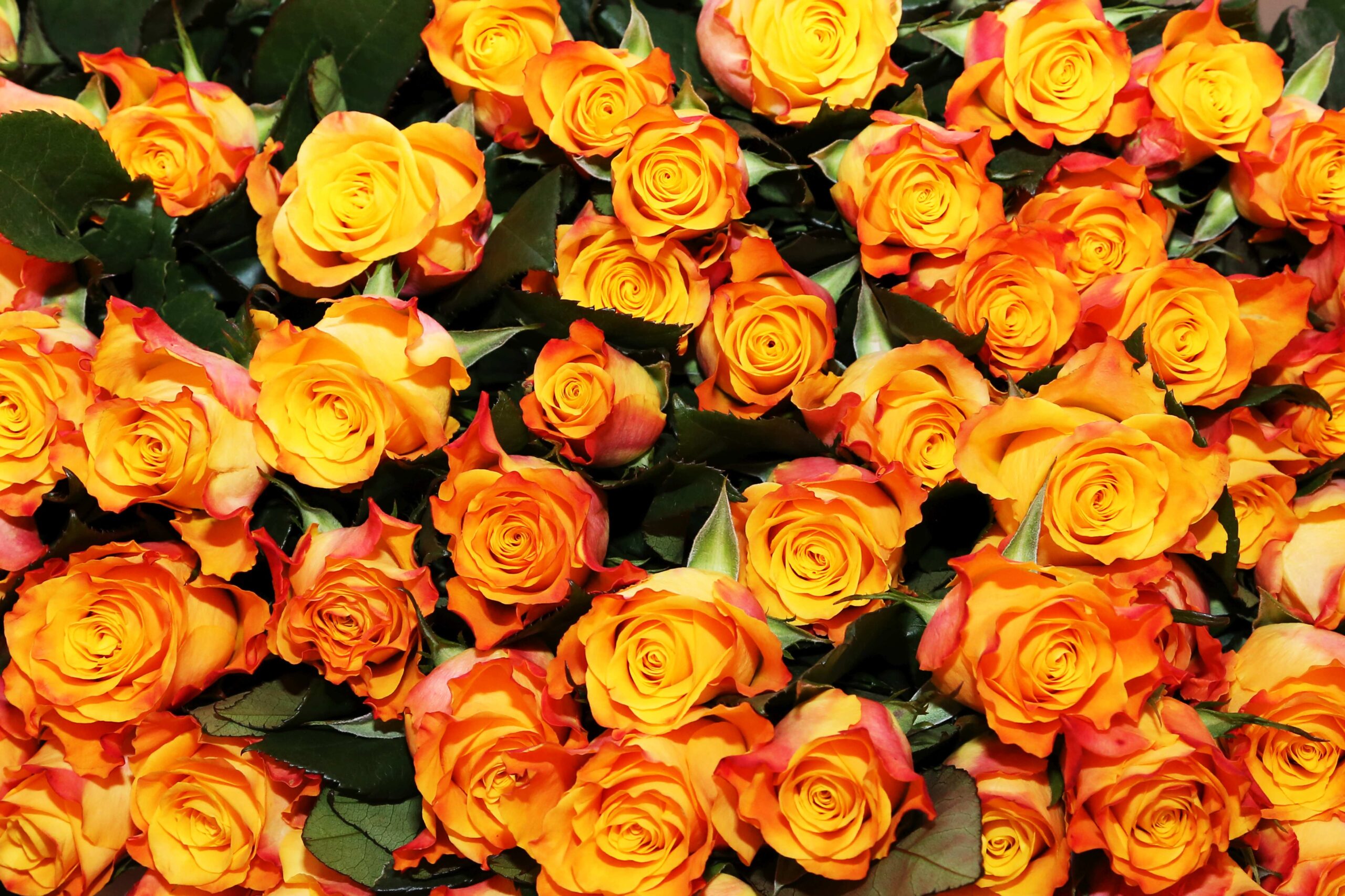 Seitse õpetajat pälvib maakondliku tunnustuse