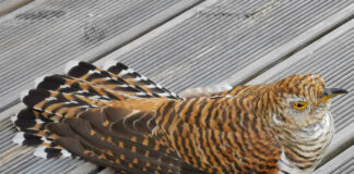 Elu läheb alati edasi; kirju, mitmepalgeline elu