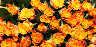 Piret Rannast, Lilia Kiuru, Risto Virkhausen, Kätlin Tamm, Kaire Kollom-Vahtra ja Urve Haller – Tartumaa aasta õpetajad