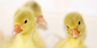 Tibusid loetakse sügisel