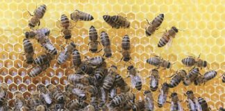 Kasu nutikusest aianduses ja mesinduses