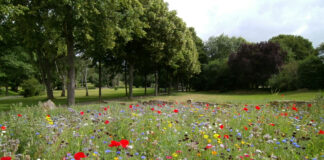 Lilleniit või muru?