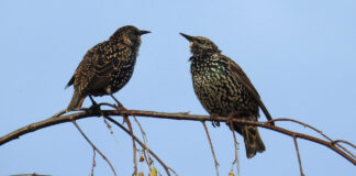 Aasta linnu teemaline joonistuskonkurss