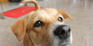 Aprillis tasub taas mõelda, kuidas lemmikloomi puukide eest kaitsta