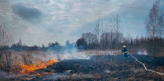 Elektriliin süütas pinnase