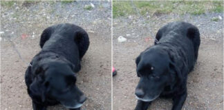 Palun aidake leida eaka labradori omanik (KODUS TAGASI!)