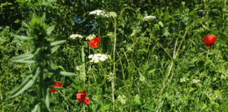 Niita või mitte niita?