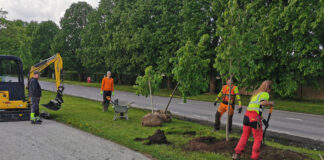 Ülenurmel Tartu maanteel algab ohtlike puude raie