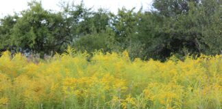 Aiajäätmete koht ei ole metsa all