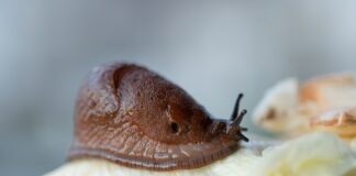 Mida teha sügisel, et ennetada teetigude levikut kevadel?