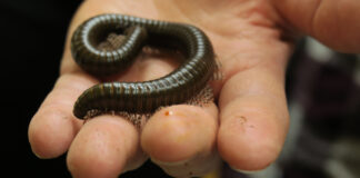 “Kõik putukad ja mutukad…