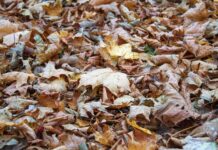 Langenud puulehti ei tarvitse kõikjalt koristada