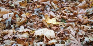 Langenud puulehti ei tarvitse kõikjalt koristada