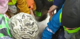 Rüblikute vahva käik kelgukoerte treeningkeskusesse