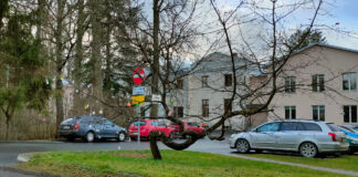 Ühe helkuripuu sünd