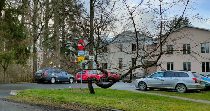 12_1_Toredasti kõveraks kasvanud puu on kui loodud helkurite riputamiseks. Foto Inga Kurgjärv JPG
