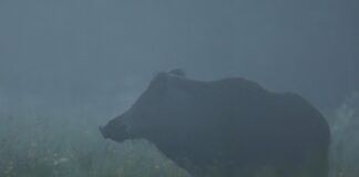 Pahr põhjustas liiklusõnnetuse