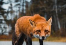 Rebased tiheasustusalal