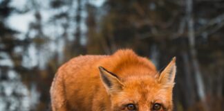 Rebased tiheasustusalal