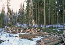 RMK teeb Kambjas üraski tõrjeks raieid