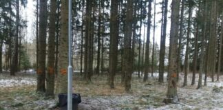 Ohtlike puude raie Tõrvandi parkmetsas