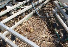 Kuidas vältida inimeste ja linnalindude vahelisi konflikte pesitsushooajal