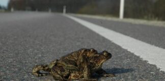 Konnad on kevadrändel