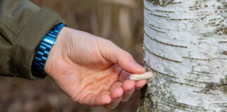 Erametsaomanik: plaan on panna kaasikusse kasvama 10 000 pässiku tüüblit