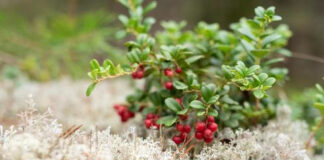 Avatakse looduskaitse, ringmajanduse ja kaasrahastuse taotlusvoorud