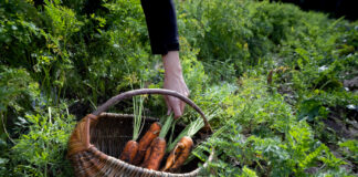 „Peedist pesumasin“ kutsub üles jagama lugusid, fotosid ja esemeid Inimese käsi korjamas peenralt porgandit vitstest punutud korvi.