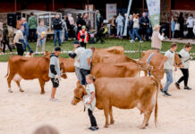 Lõuna-Eesti kogukonnaprogrammi raames korraldatud kultuuripealinna sündmustel osales 16 610 inimest Lehmad näituseareenil.