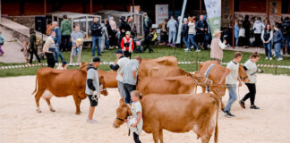 Lõuna-Eesti kogukonnaprogrammi raames korraldatud kultuuripealinna sündmustel osales 16 610 inimest Lehmad näituseareenil.