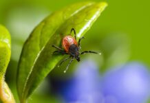 Pärast puugi eemaldamist on oluline hammustuskoht desinfitseerida