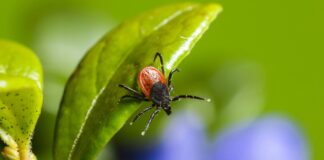 Pärast puugi eemaldamist on oluline hammustuskoht desinfitseerida