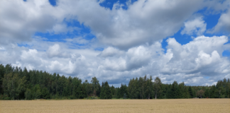 Riigi omandis olevat maad antakse põllumajanduslikuks kasutamiseks