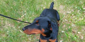 Puugid on taas liikvel: kuidas kaitsta oma lemmikut?