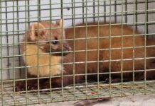 Kuidas käituda hättasattunud metsloomaga?