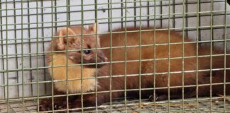 Kuidas käituda hättasattunud metsloomaga?