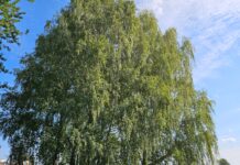 Hoolitsedes puude ja põõsaste eest