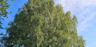 Hoolitsedes puude ja põõsaste eest