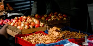 Ülenurme Sügislaat ja Tõuloom 2024 tõotab elamusterohket laupäeva