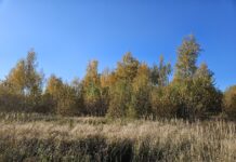 Keskkonnaamet kogub informatsiooni huntide arvukuse määramiseks