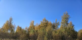 Keskkonnaamet kogub informatsiooni huntide arvukuse määramiseks