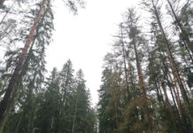 Tõrvandi parkmetsas teostatakse raietöid