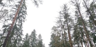 Tõrvandi parkmetsas teostatakse raietöid